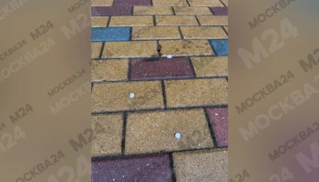 Полиция начала проверку информации об отравлении собак догхантерами в Красногорске