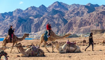 Ни страховки, ни договора: стоит ли брать экскурсии у частных гидов в Египте