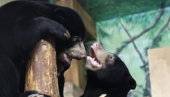 Смотреть на малайских медвежат в Московском зоопарке теперь можно дольше