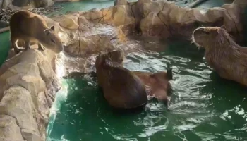&laquo;Настоящий курорт&raquo;: Московский зоопарк показал по-летнему теплые будни капибар