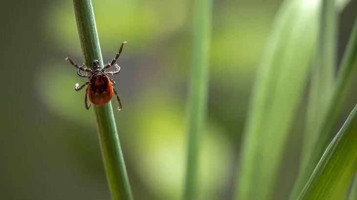 В Роспотребнадзоре рассказали об особенностях клещевого риккетсиоза В Роспотребнадзоре рассказали об особенностях клещевого риккетсиоза
