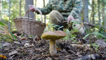 Биолог Глазков: В апреле жителей столичного региона ждет &laquo;грибной бум&raquo;