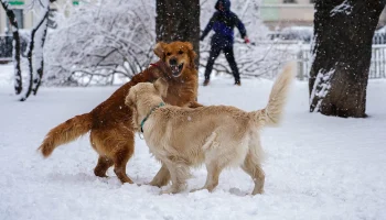 Синоптики сообщили о снежной погоде в Москве 4 января