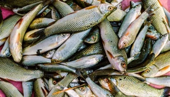 Глава ВАРПЭ Зверев: страны Балтии обвинили РФ в планах оставить Европу без рыбы