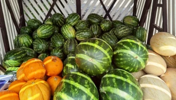 Сезон работы бахчевых развалов завершился в Москве