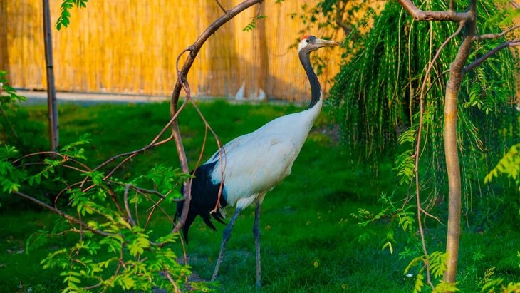 Мероприятия ко Всемирному дню животных пройдут в Московском зоопарке 5 октября Мероприятия ко Всемирному дню животных пройдут в Московском зоопарке 5 октября