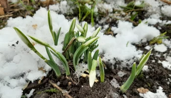 Первые подснежники расцвели в Москве