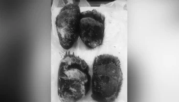 Лапы гималайского медведя обнаружили таможенники на судне из Кореи Лапы гималайского медведя обнаружили таможенники на судне из Кореи