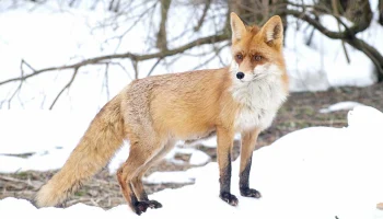 Биолог Фоменко рассказала, почему на улицах Москвы все чаще появляются лисы