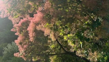 Розовое дымное дерево расцвело в "Аптекарском огороде"