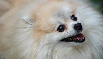 Хозяйка умершего в столичной ветклинике шпица прокомментировала трагедию