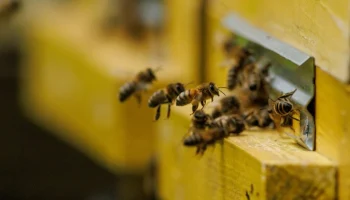 Пчелы ужалили пятерых детей в саду на юге Москвы