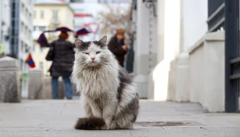 Возможны заморозки: какой будет погода в Москве на следующей неделе Возможны заморозки: какой будет погода в Москве на следующей неделе