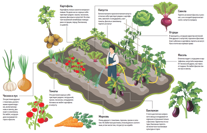 Как правильно распределить растения на грядке, чтобы получить богатый урожай