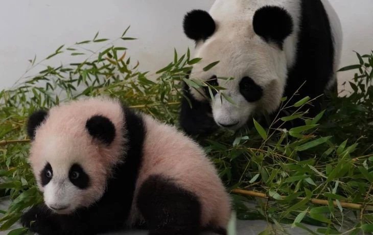 «Стойка почти как у мамы»: Московский зоопарк показал ужин Катюши и Диндин «Стойка почти как у мамы»: Московский зоопарк показал ужин Катюши и Диндин