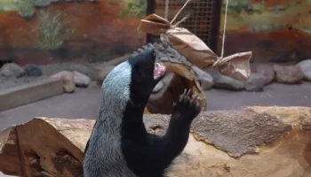 Медоед Нео из Московского зоопарка решил две головоломки со спрятанным мясом Медоед Нео из Московского зоопарка решил две головоломки со спрятанным мясом