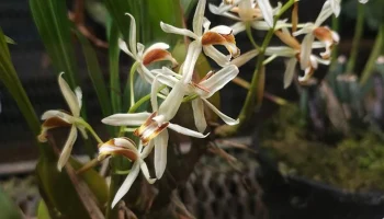 В "Аптекарском огороде" расцвела орхидея "снежная королева"