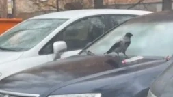 Ворона скатилась на бутылке с автомобиля в Москве и попала на видео