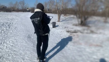 Стая домашних собак напала на 8-летнюю девочку в Хакасии