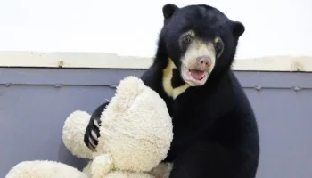 Гости Московского зоопарка смогут впервые увидеть малайского медвежонка 3&ndash;9 января