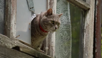 Столичные ветеринары спасли беременную кошку, выпавшую с 29-го этажа
