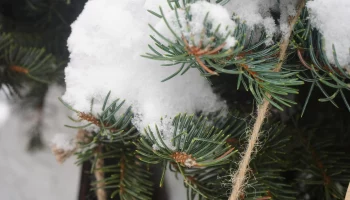 &laquo;Температурные качели&raquo;: синоптик рассказал, каким будет февраль в Петербурге