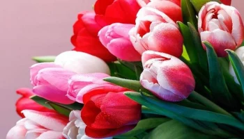 Собянин поздравил москвичек с Международным женским днем