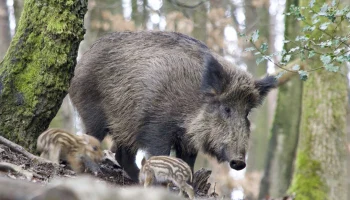 Москвичам рассказали, как вести себя при встрече с диким кабаном