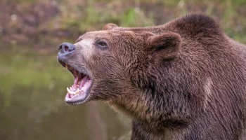 Жительница Нижнеангарска погибла от нападения медведя