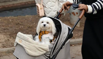 Воспоминания о снеге: какой будет погода в Москве на предстоящих выходных