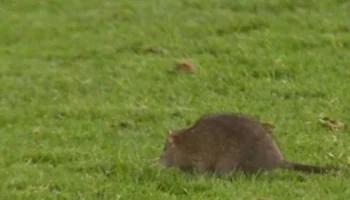 Крыса едва не сорвала футбольный матч между сборными Уэльса и Бельгии