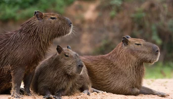 &laquo;Без страха&raquo;: Московский зоопарк показал, как юные капибары играют с киперами