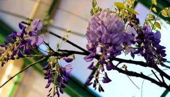 Экзотическая глициния распустилась в "Аптекарском огороде"