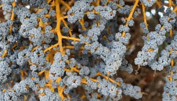 Урожай пальмы трахикарпус форчуна созрел в "Аптекарском огороде"