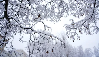 Синоптики сообщили об облачной погоде со снегом в Москве 22 февраля