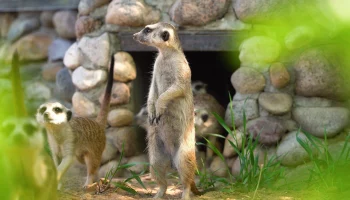 &laquo;Мотивация&raquo;: Московский зоопарк показал энергичную жизнь сурикатов