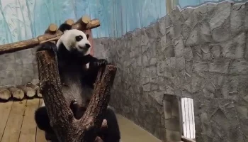 &laquo;Медитирует и проверяет&raquo;: Московский зоопарк показал бдительность мамы Катюши