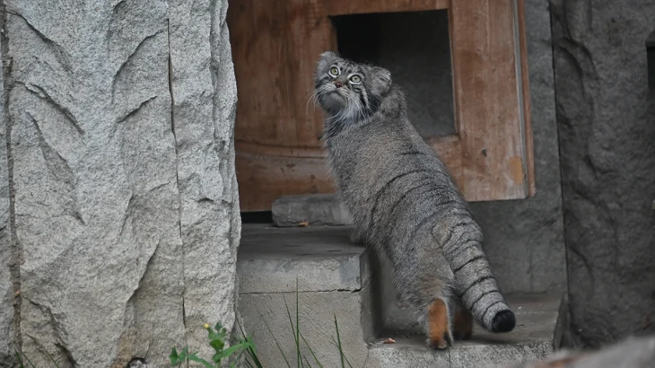 «Зимняя бескормица»: манул Тимофей начнет получать меньше крыс и перепелов «Зимняя бескормица»: манул Тимофей начнет получать меньше крыс и перепелов