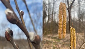 Орешник и ива пепельная зацвели в нацпарке "Лосиный остров" раньше срока