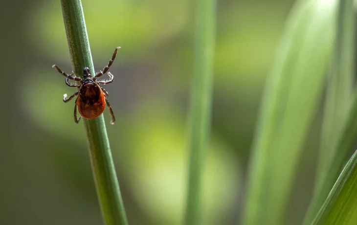 Роспотребнадзор зафиксировал в Подмосковье 10 обращений после укусов клещей