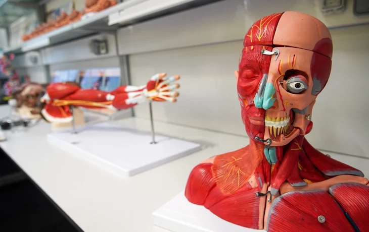 Лекция об анатомии человека и экскурсия в Доме Гоголя: куда сходить в Москве на выходных Лекция об анатомии человека и экскурсия в Доме Гоголя: куда сходить в Москве на выходных