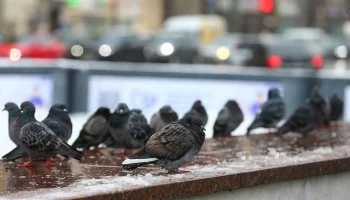 &laquo;Желтый&raquo; уровень опасности из-за гололедицы продлили в Москве до 20 марта