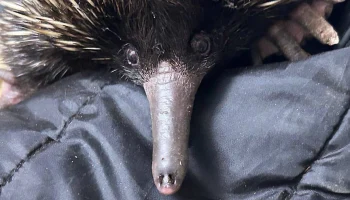 Ехидны и полосатый кускус приехали в Московский зоопарк