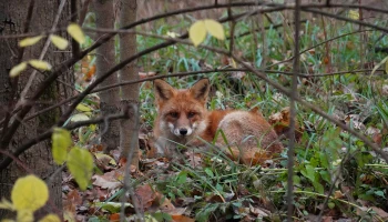 &laquo;Лосиный Остров&raquo; призвал не подкармливать кабанов и лис на улицах Москвы и области