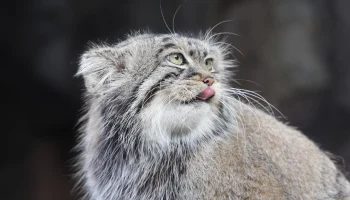 Сергунина назвала топ-10 самых популярных онлайн-трансляций из Московского зоопарка