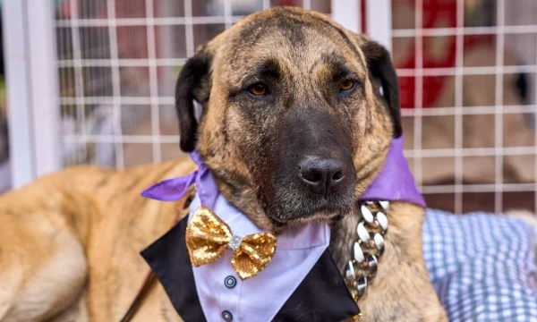 Кадры с мероприятия &laquo;Моспитомец х Четвероногий друг&raquo; доступны в &laquo;Мосфото&raquo;