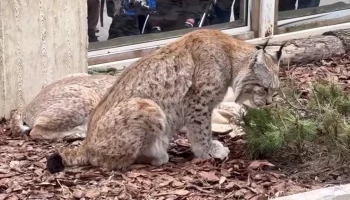 Московский зоопарк рассказал о необычном способе обогащения среды рысей