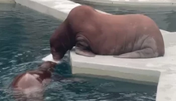 &laquo;Найти льдинку и играть&raquo;: Московский зоопарк показал ленивый понедельник моржей