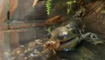 Эффектная: Московский зоопарк показал необычного представителя земноводных