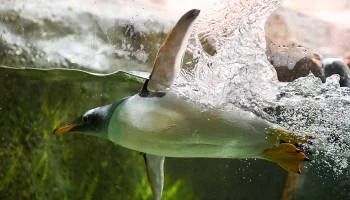 &laquo;Рыба есть?&raquo;: Московский зоопарк показал &laquo;пингвина-бандита&raquo;